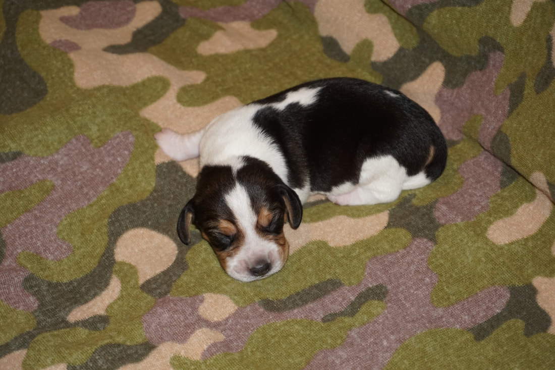 Newborn Tricolor Beagle Puppy Boy with a Blaze in North Carolina