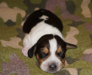 Newborn Tricolor Beagle Puppy Boy with a Blaze in North Carolina