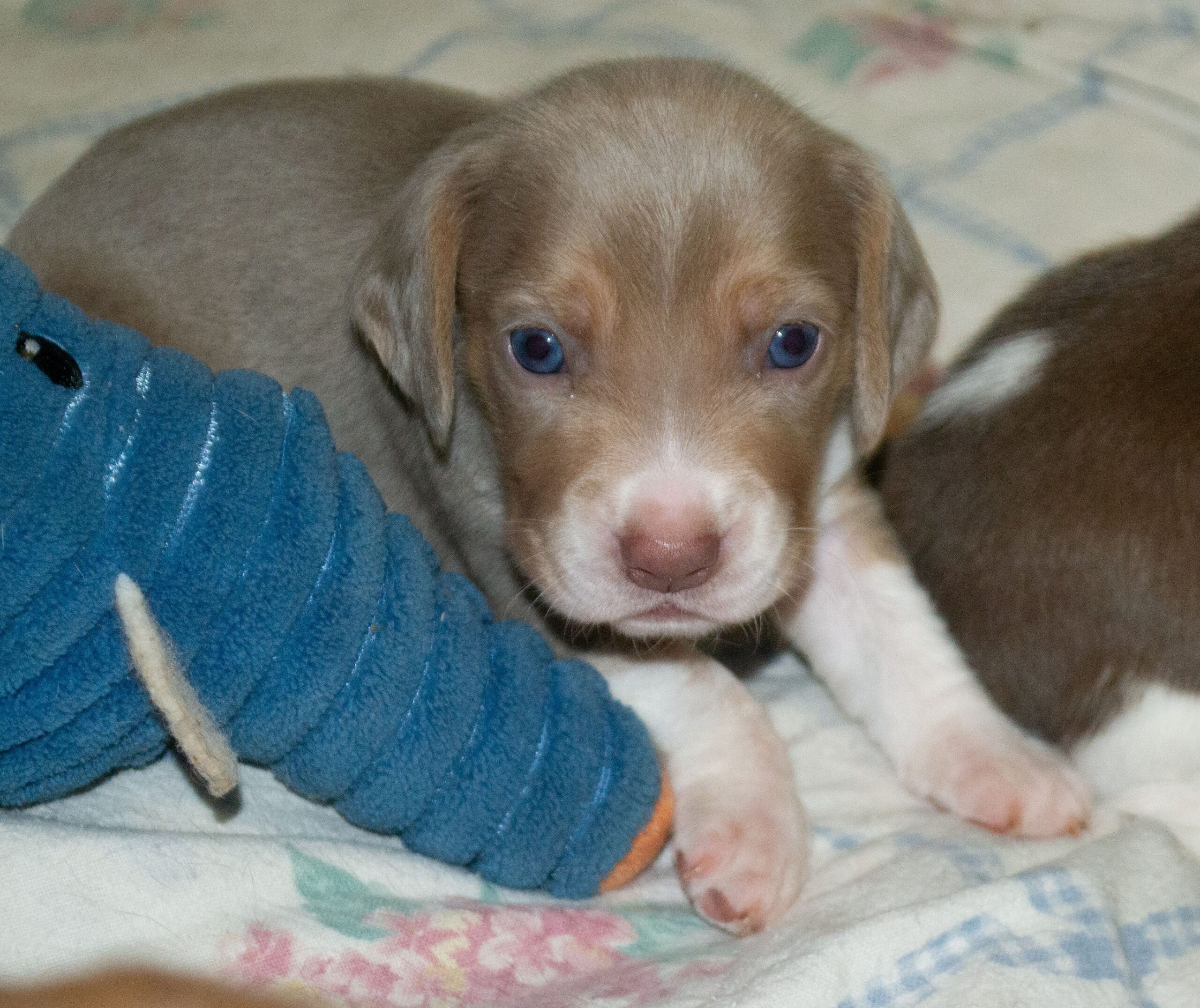 You are currently viewing Sunny’s Khaki Girl (claimed by Miss C.)