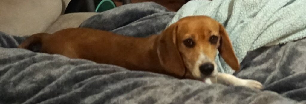Sunny orange beagle